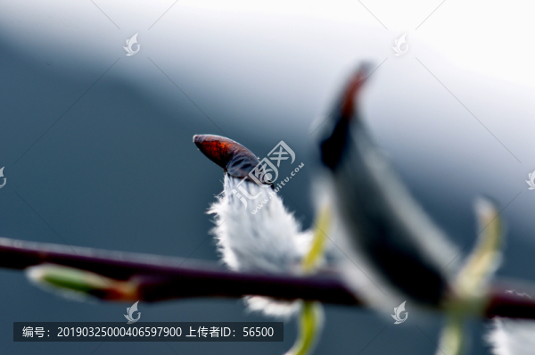 柳絮