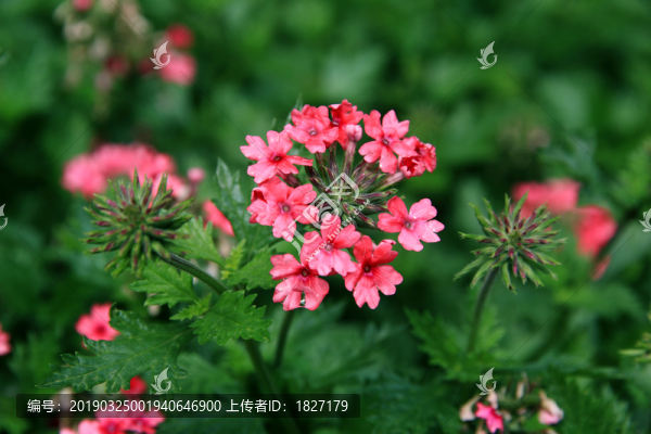 美女櫻
