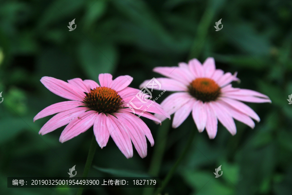 松果菊