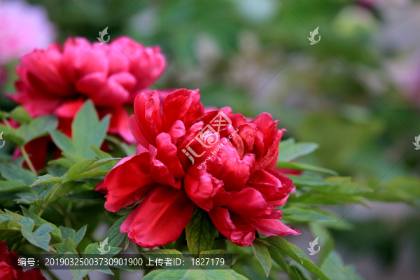 紅色牡丹花