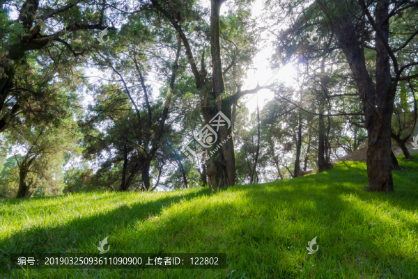橋山古柏