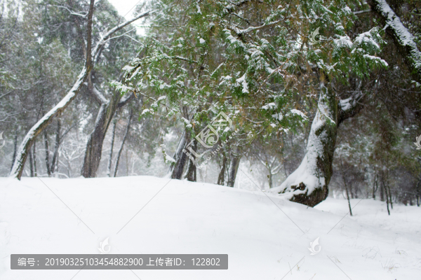 黃帝陵古柏