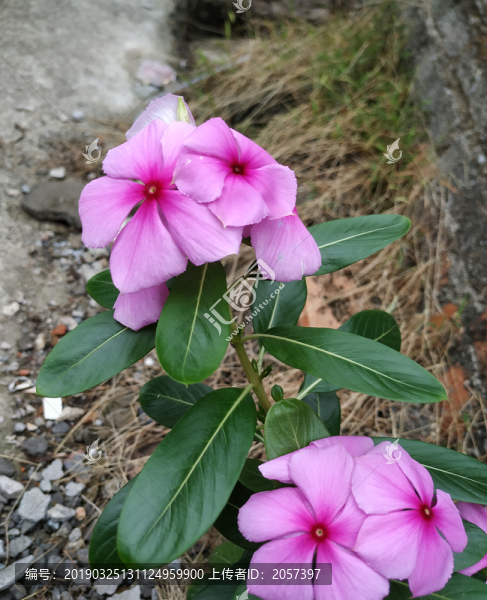 長春花