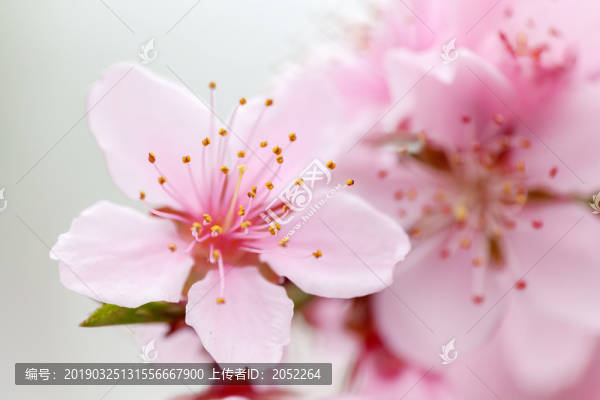 桃花