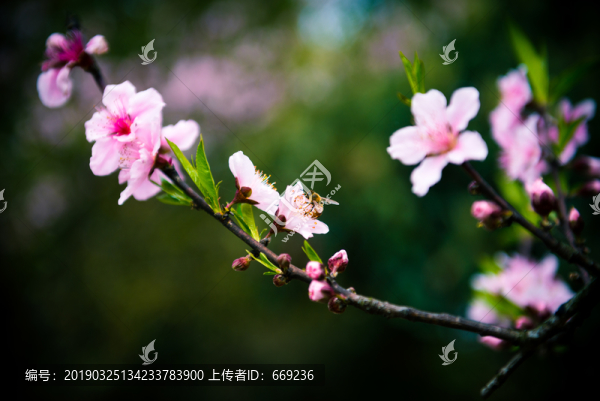 桃花