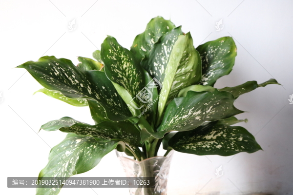 廣東萬(wàn)年青花卉綠植盆景
