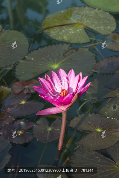 池中蓮花