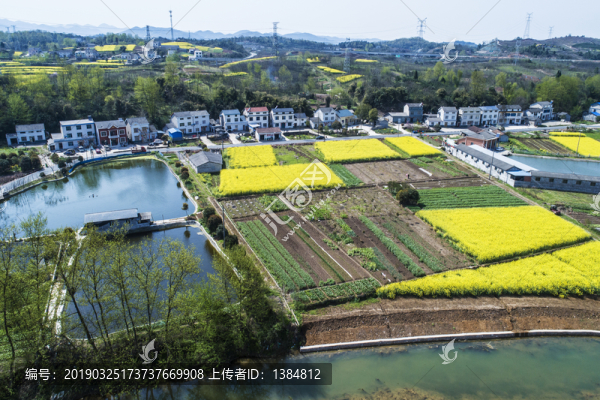 油菜花航拍