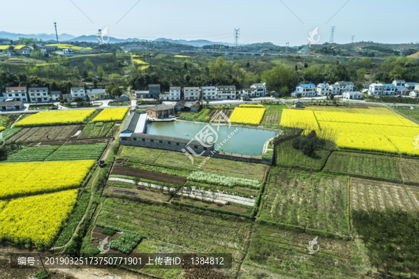 油菜花航拍