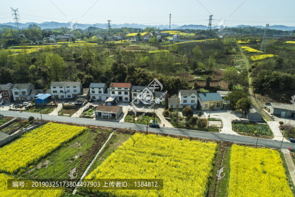 油菜花航拍