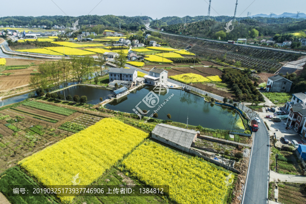 油菜花