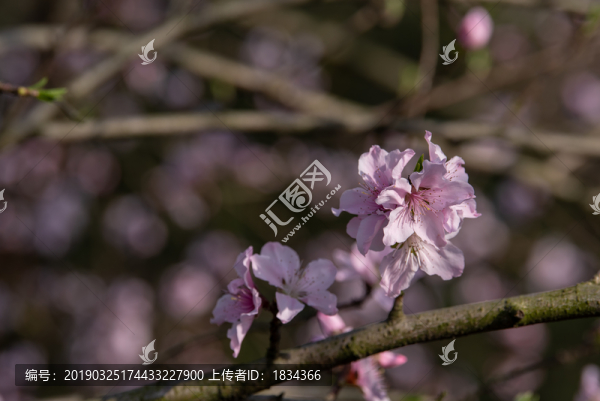 桃子花