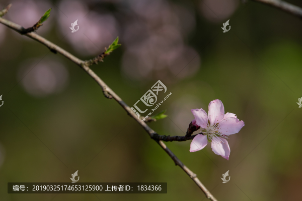 桃花