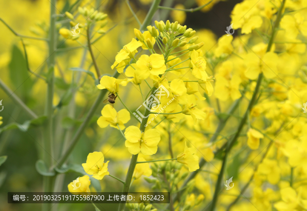 采油菜花的蜜蜂