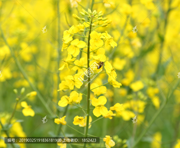 采油菜花的蜜蜂