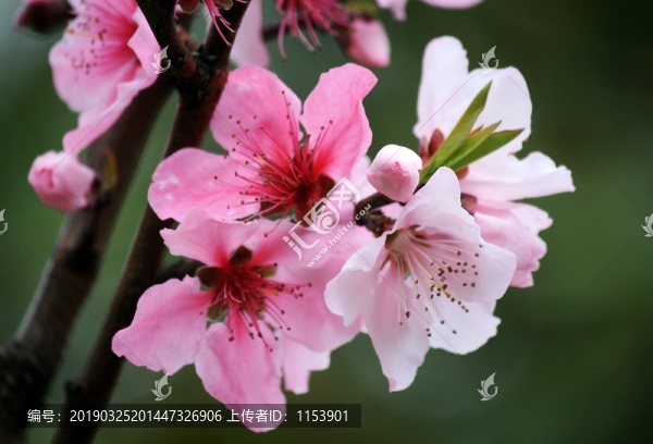 碧桃