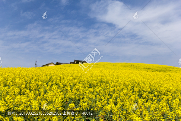 龍山油菜花海