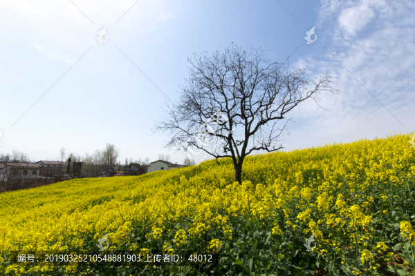 田園油菜