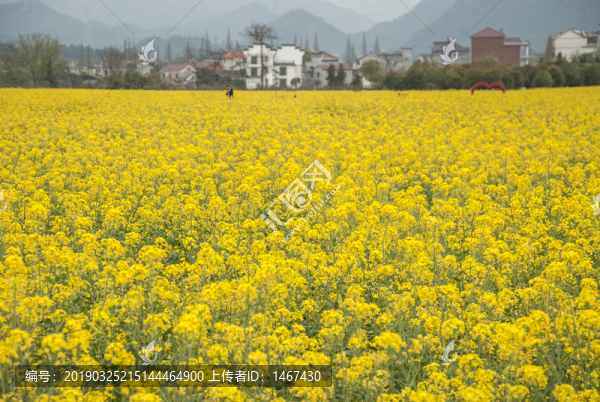 油菜花田