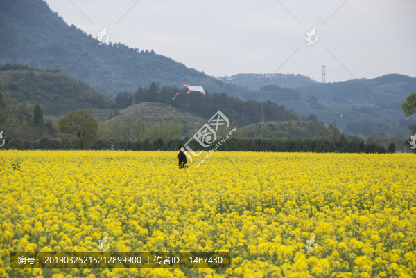 油菜花田