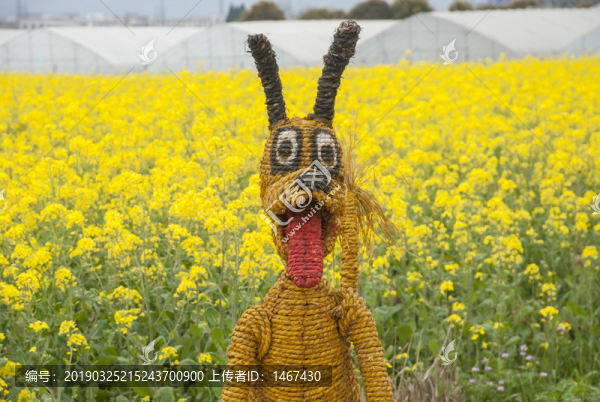 油菜花