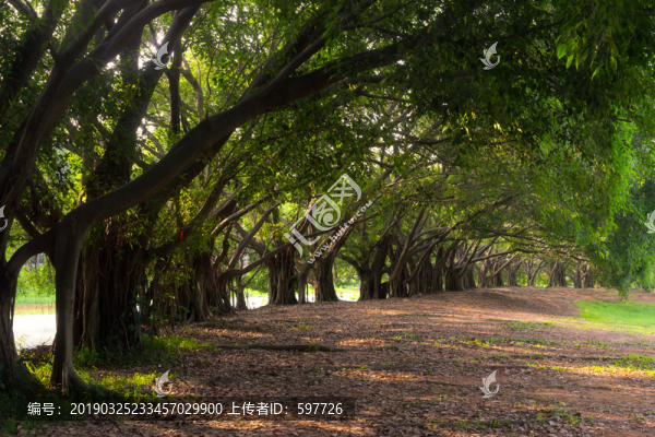 綠色森林