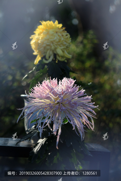 菊花