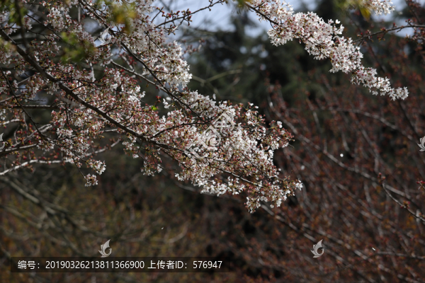 春暖花開(kāi)
