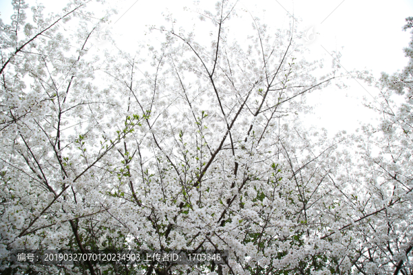 櫻花背景素材