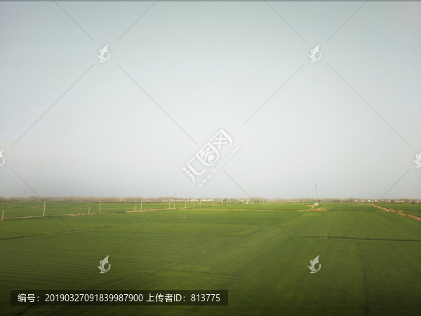 午后麥田景色