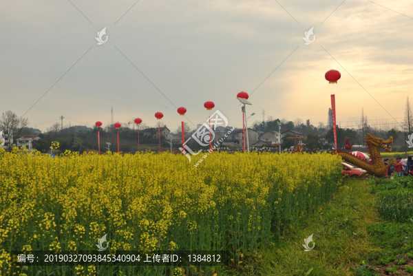 油菜花