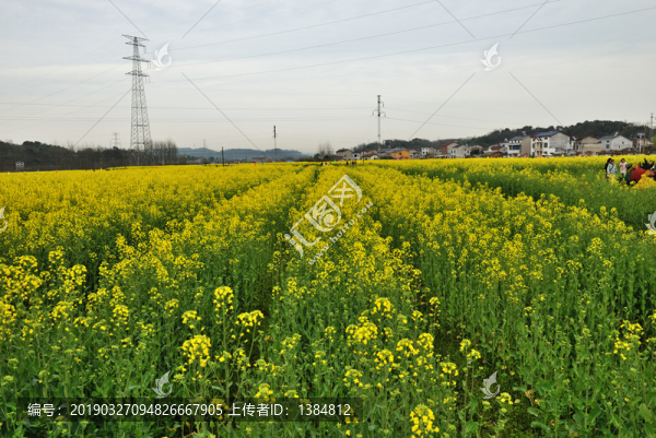 油菜花