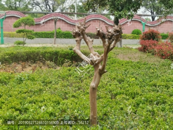 小樹
