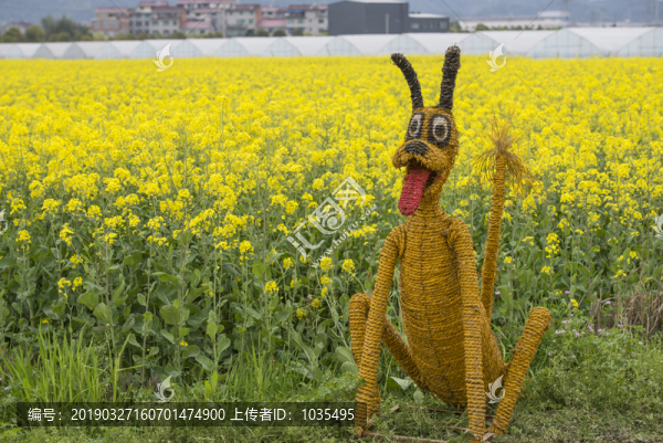 油菜花田風(fēng)光