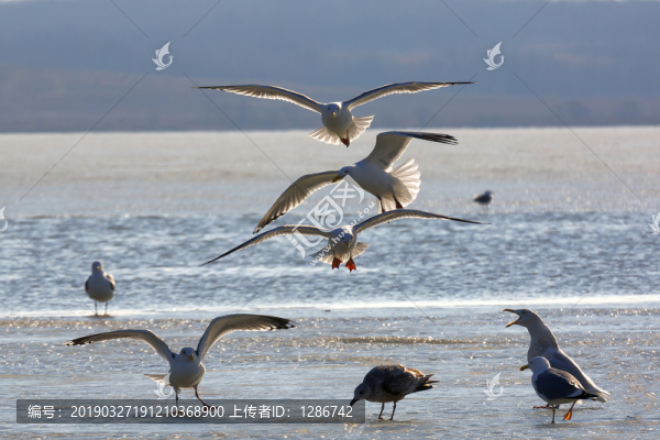海鷗