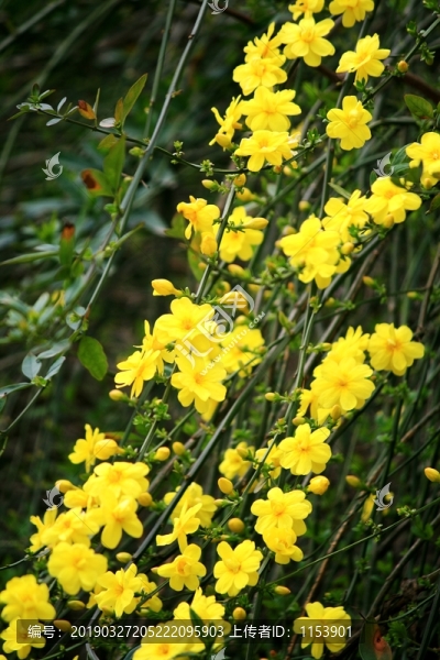 迎春花