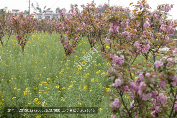 陌上櫻花