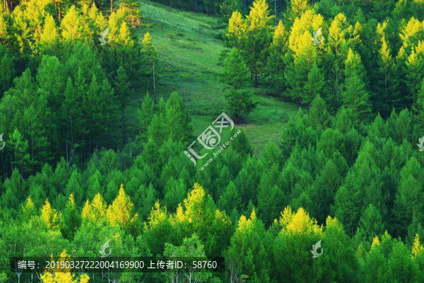 茂密山林