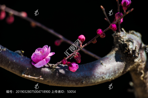 梅花