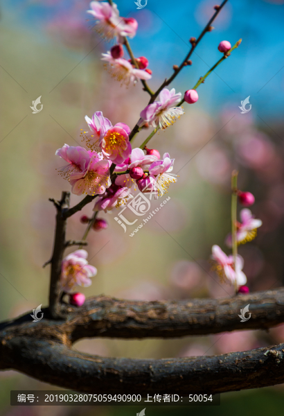 梅花