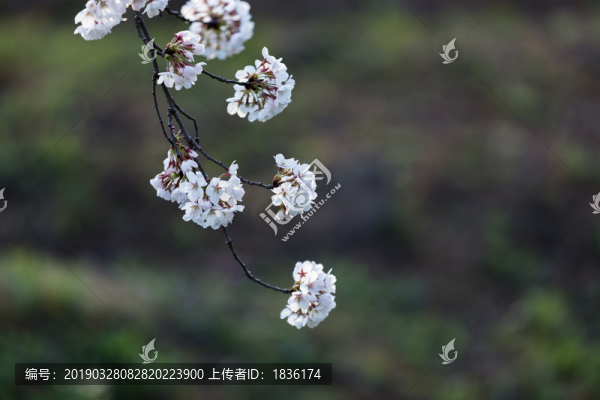 櫻花爛漫幾多時(shí)2
