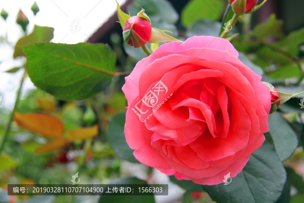 玫瑰花背景