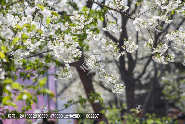 櫻花