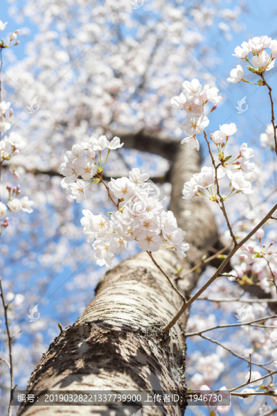 櫻花