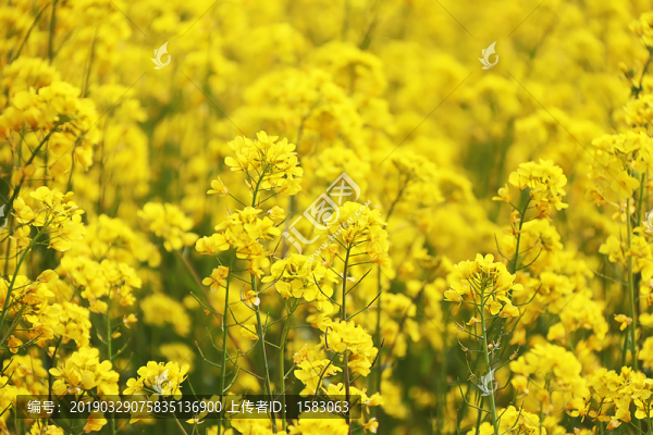 油菜花
