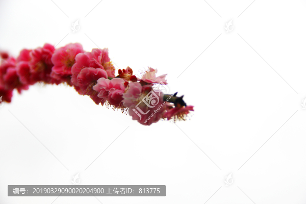 一支紅梅圖