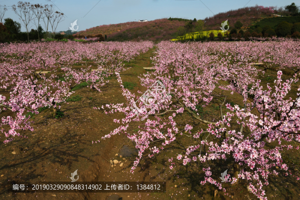 桃園風(fēng)景