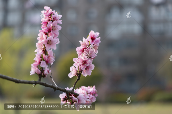 三月春風(fēng)里櫻花和桃花盛開(kāi)