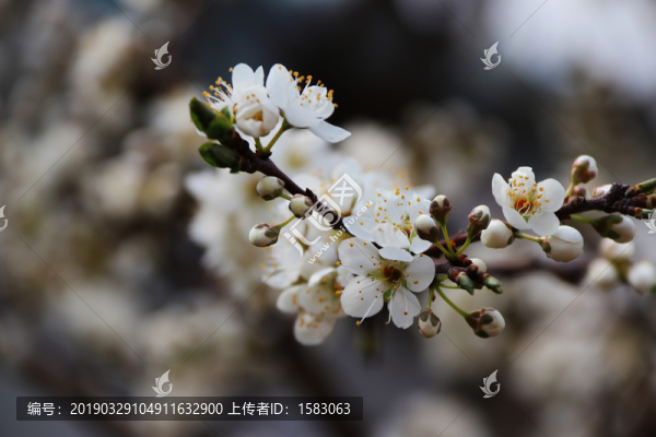 李花