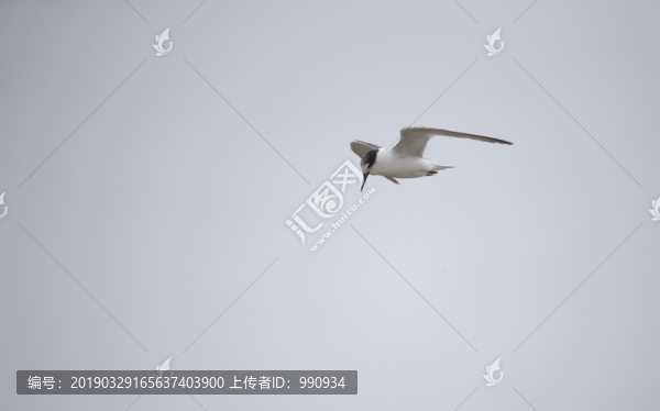 燕歐
